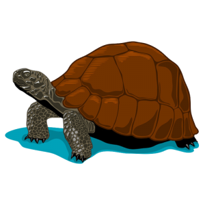La tortuga gigante